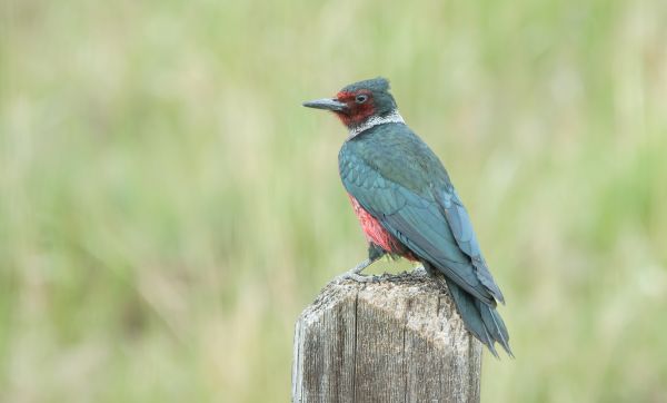 Woodpecker Hole Patching in Longmont