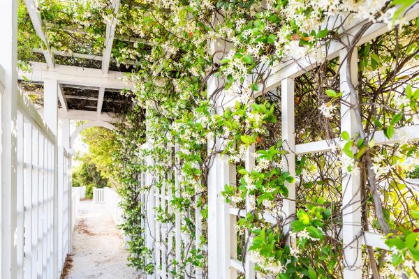 Trellis Repair in Longmont