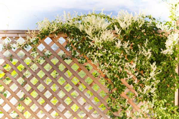 Lattice Repair in Longmont
