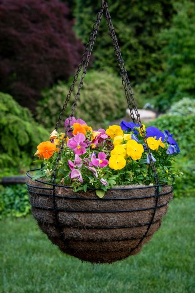 Hanging Basket Installation in Longmont