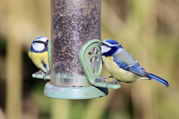 Bird Feeder Mounting Service in Longmont