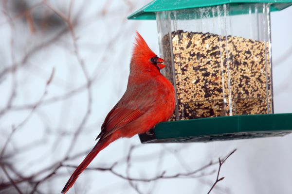 Bird Feeder Hanging in Longmont