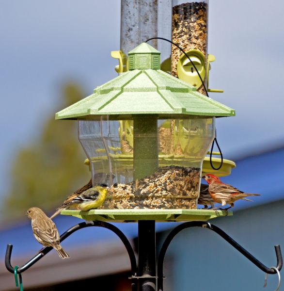 Bird Feeder Installation in Longmont
